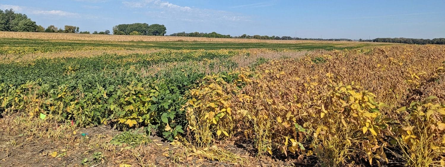 A view of a soybean field during a field day on the Skaar farm. 