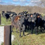 Cattle on brad sheely farm