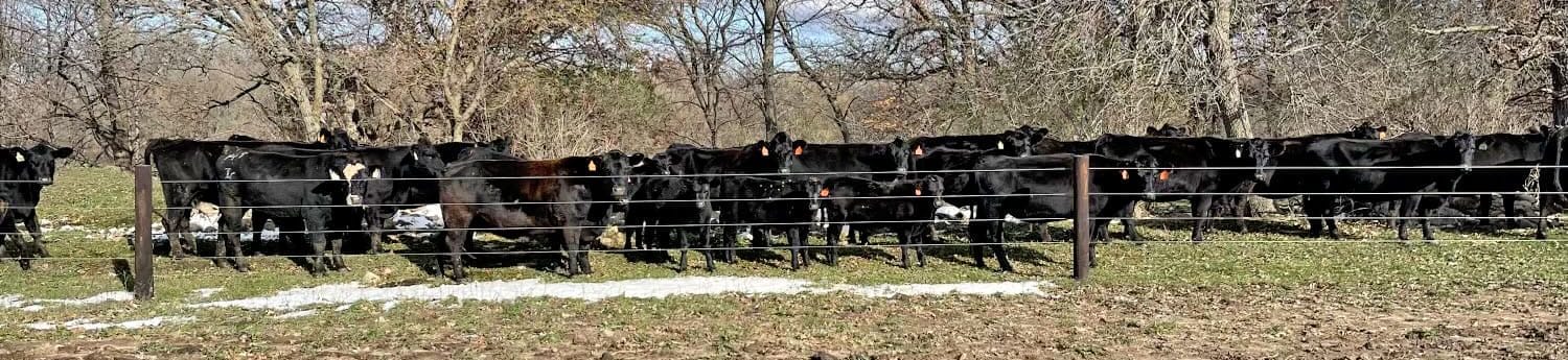 Cattle on brad sheely farm 2