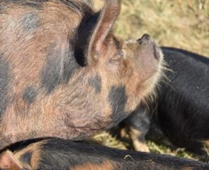 Close-up side view of a Kune Kune pig's upturned snout.