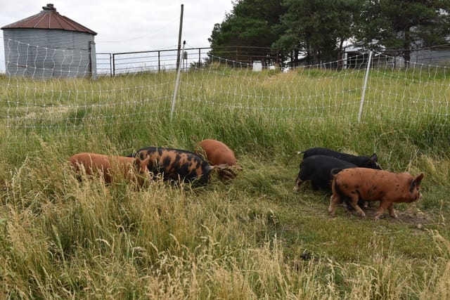 Kune kune pigs forage in grass in a fenced-in pasture with a silo and barn in the background. 
