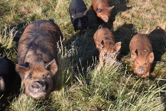 Several Kune kune pigs face the camera in a grass pasture. 