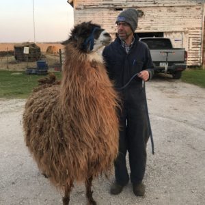 Lee Tesdell standing next to a llama on his farm. 