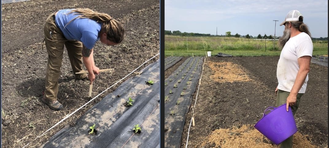 Photo collage of Kate Solko and Kyle Maxwell applying fertilizer treatments and applying plastic mulch before transplanting April 14, 2023. 