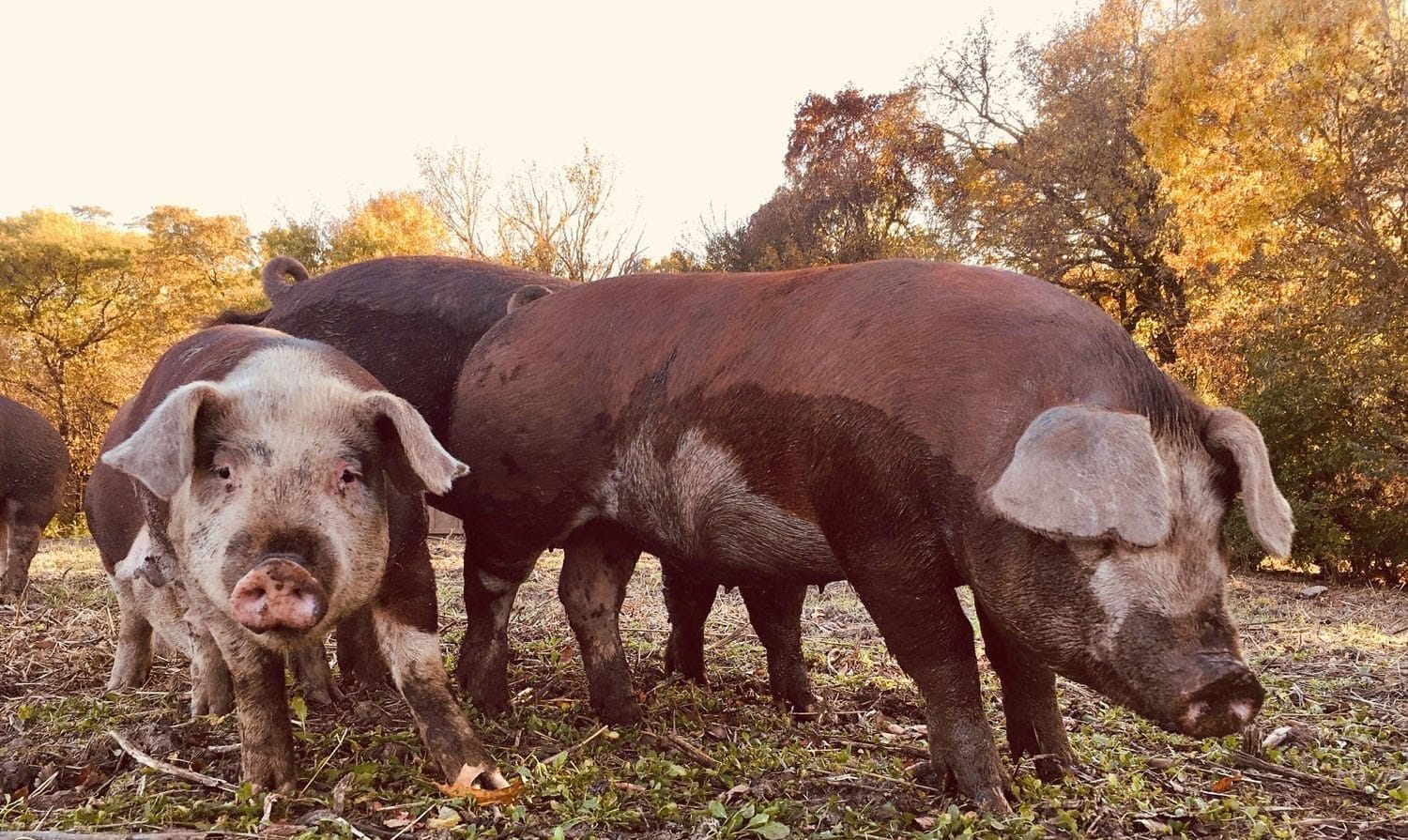 Starting Out and Building Up With Pigs - Practical Farmers of Iowa