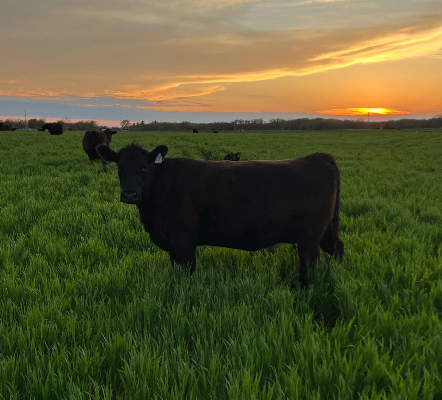 McKane Wells Cow Wheat grazing 4.26.24 Yes