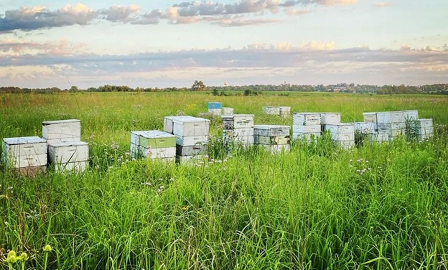 Ebert family bee hives