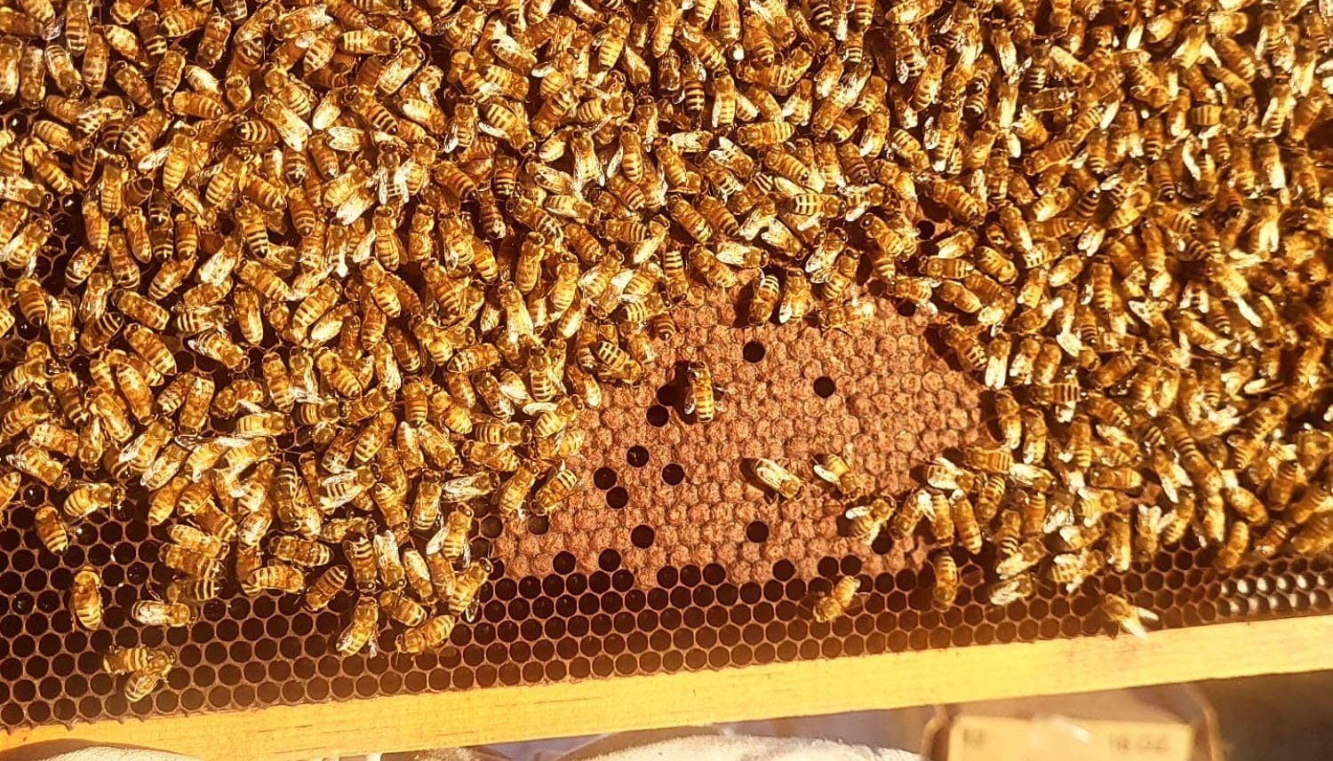 Ebert family frame of honey comb with bees