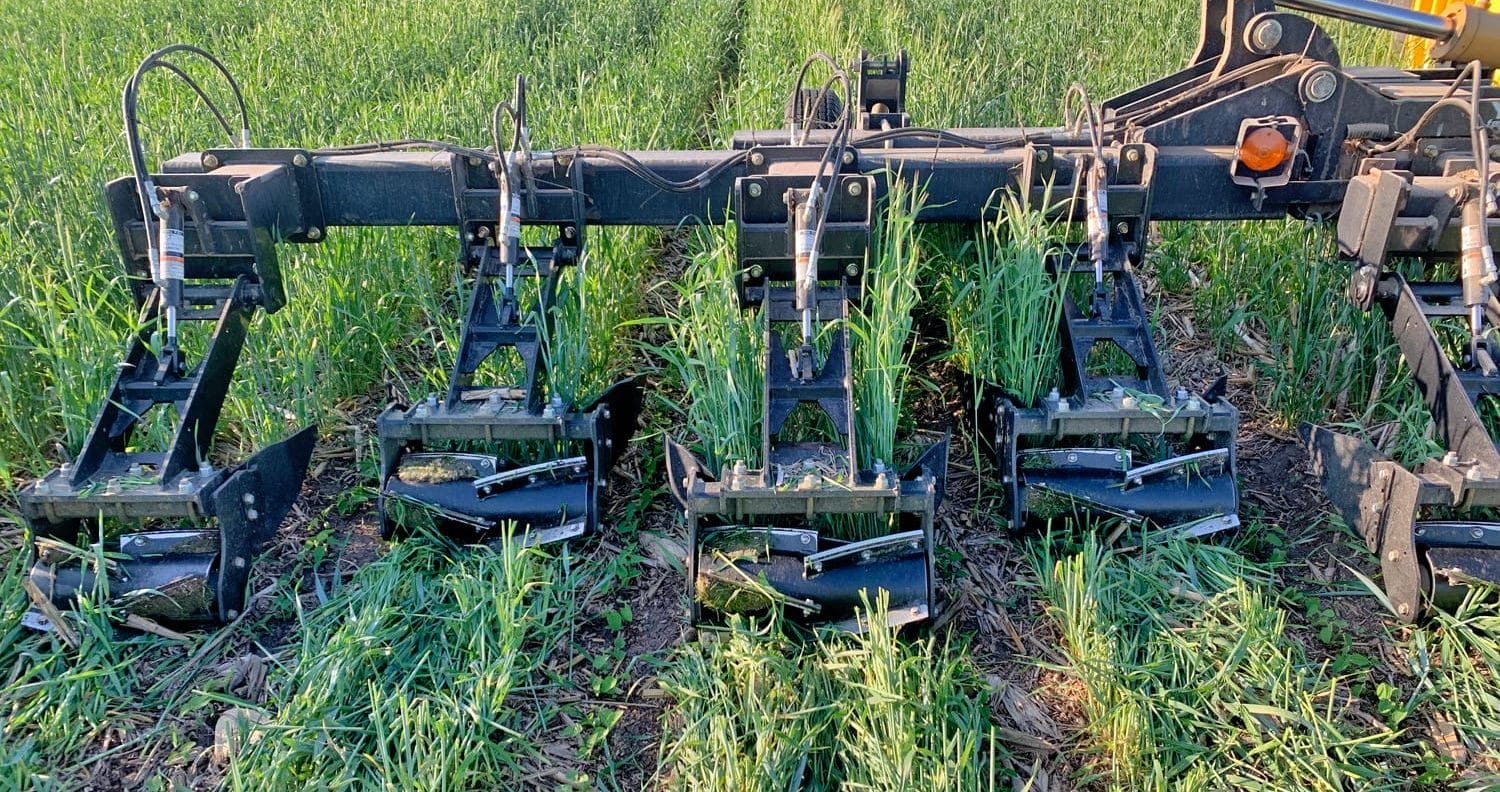 Michael vittetoe roll crimper crimping rye with undisturbed soybean rows between the rollers