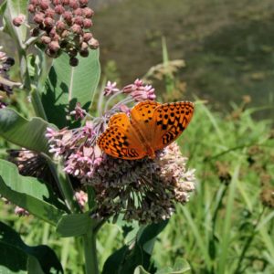 Preserving pollinator habitat is critical as development occurs around Edge of the Woods Raspberry Farm