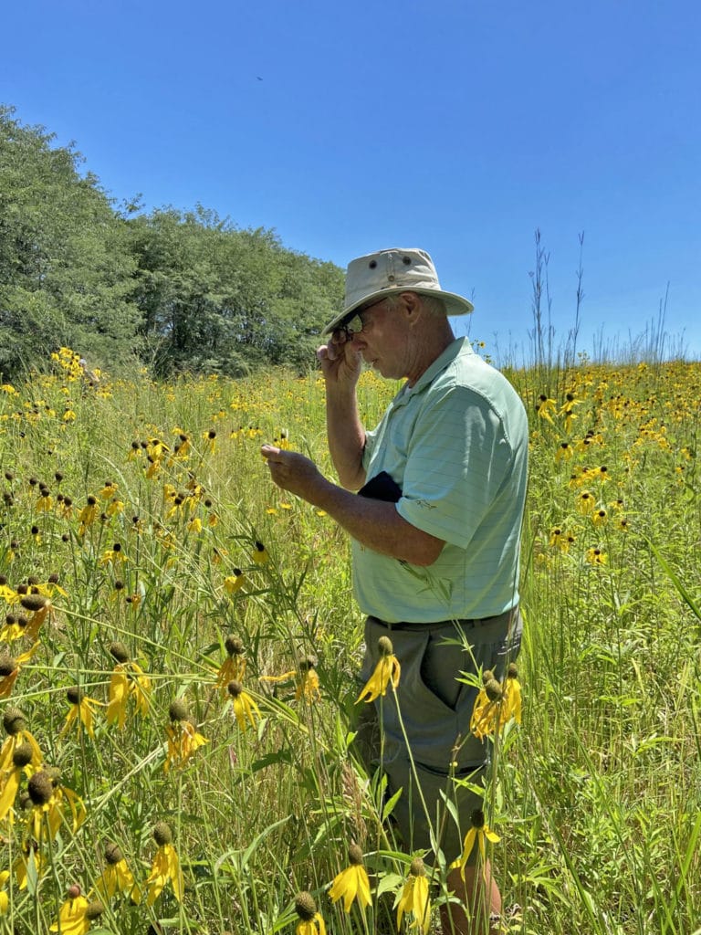 Rick McGeough looks for pollinating bees in the 6 acre established prairie on Edge of the Woods Raspberry Farm