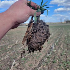 Soil holding moisture after mild and dry winter