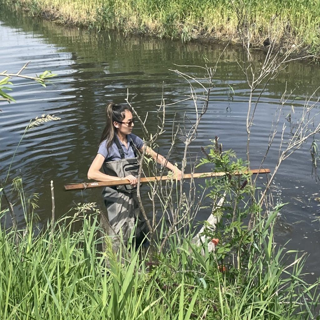 Grace Yi, Senior Habitat Viability Coordinator, wades into a restored oxbow, searching for Topeka Shiners