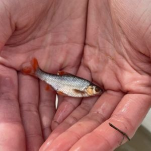 Male Topeka Shiner The males sport bright red fins and heads during breeding season