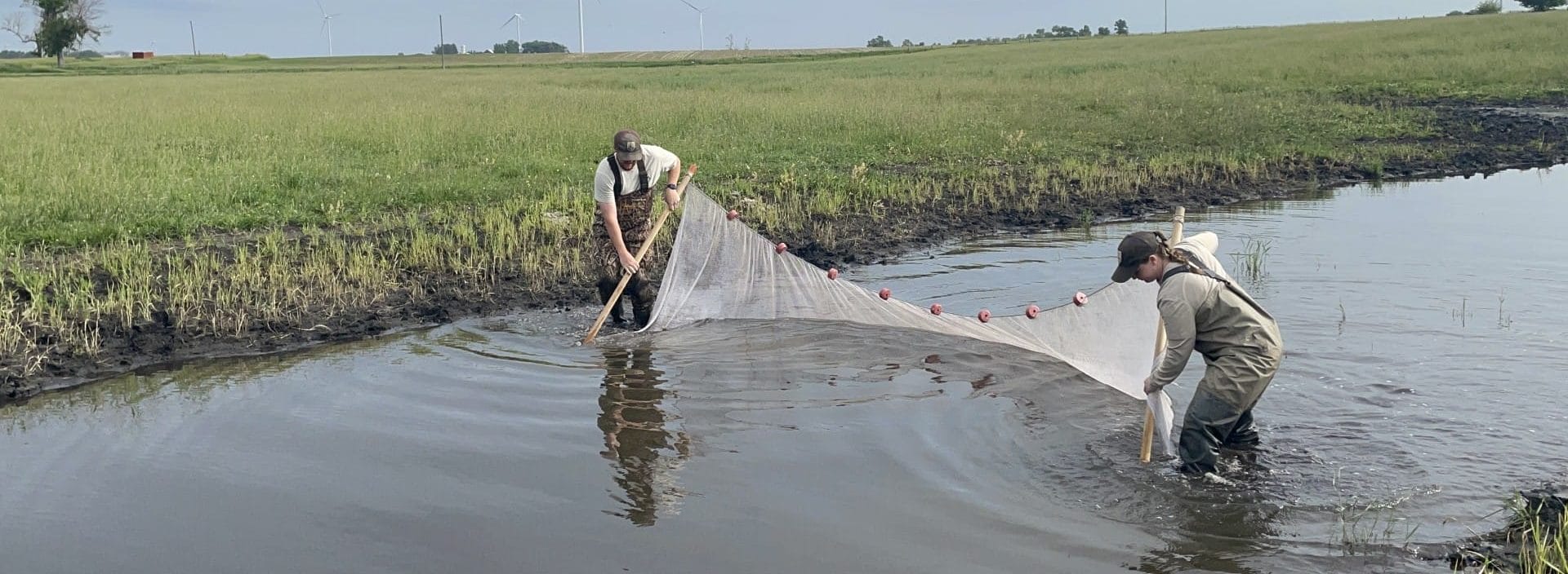 Seine netting is used to safely scoop fish from the water. This practice captures the most fish possible, giving conservationists a better idea of species diversity in an area