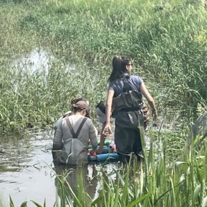 USFWS interns count and record fish species in a restored oxbow