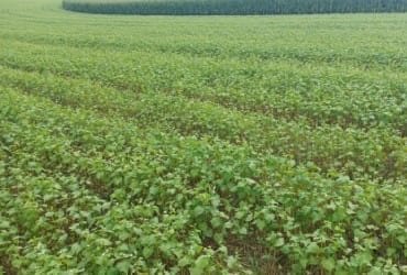 D Schlarmann Doublr Crop Buckwheat