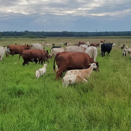 George Heller cattle and sheep grazing together