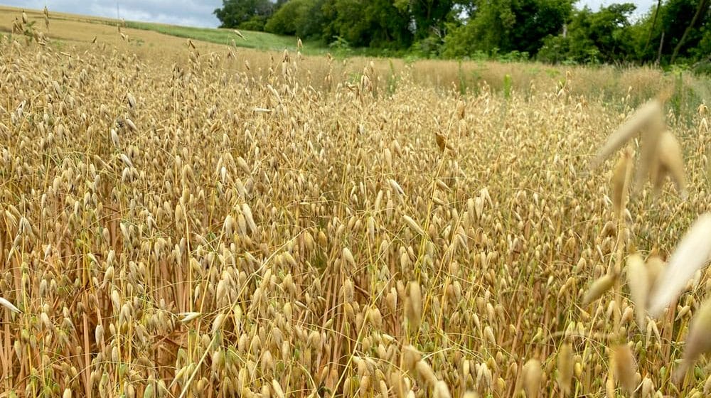 Martin Larsen oat field