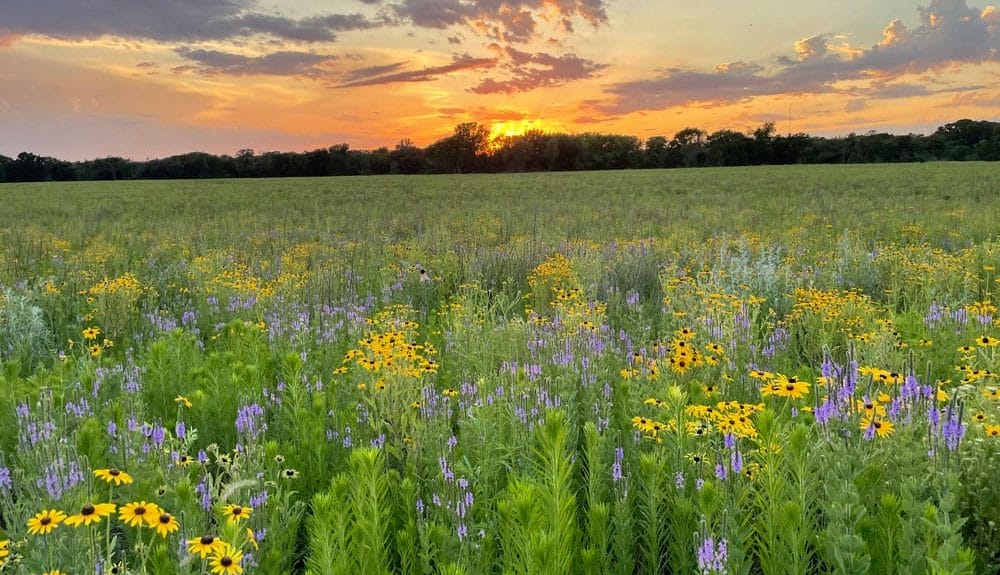 Restored prairie photo by Jathan Chicoine