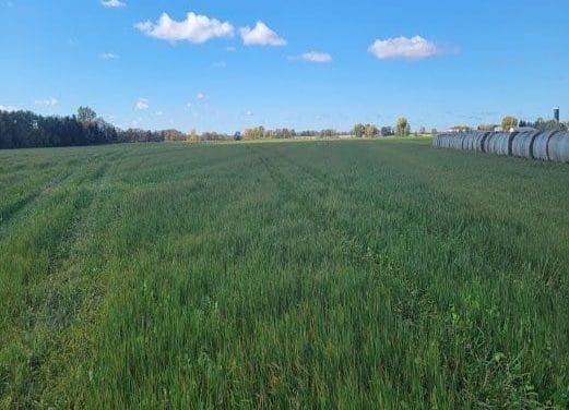 Josh Hiemstra oat radish clover cover crop mix following winter wheat