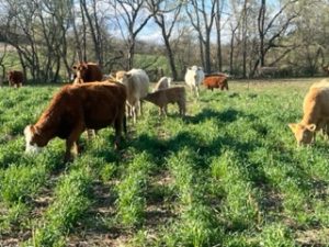 Smith grazing cover crop air seeding combine