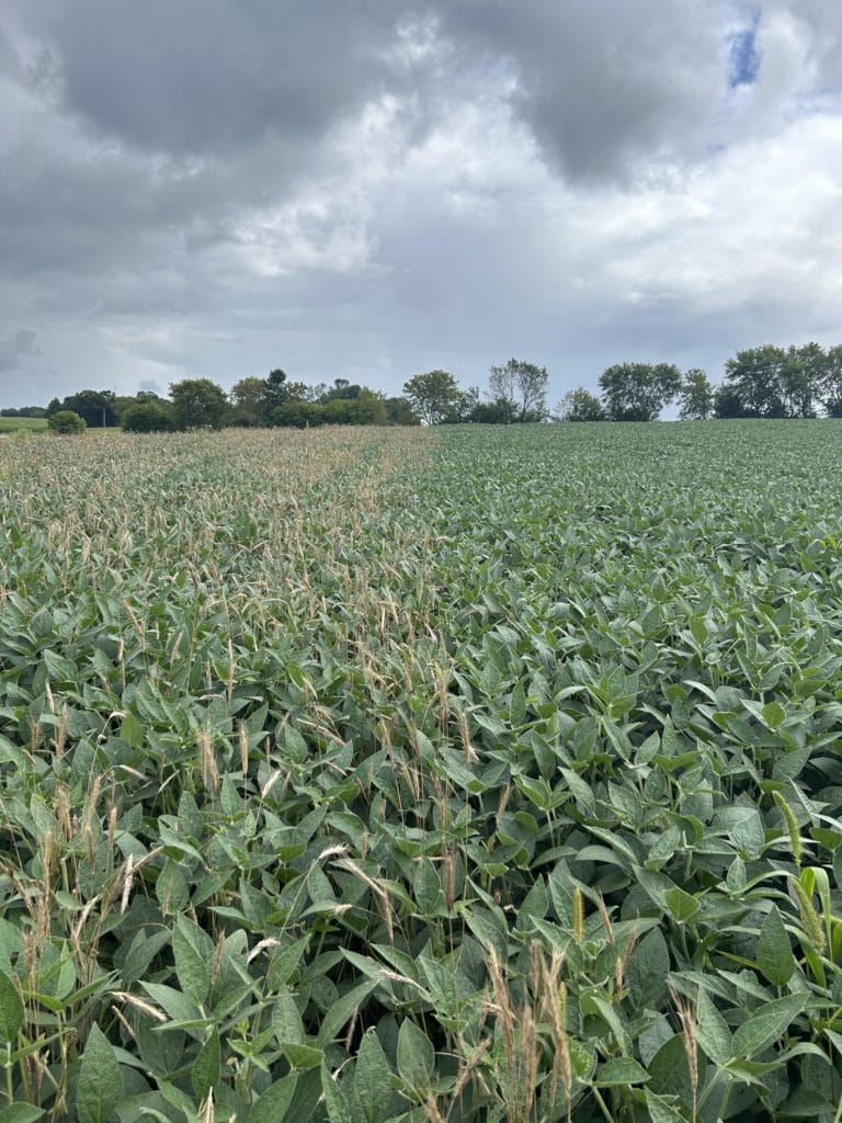 Bensend soybeans