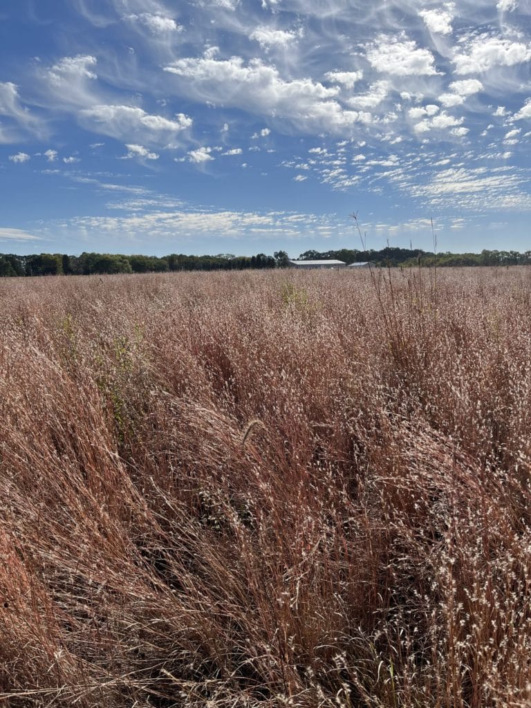 Chuck Hesse pollinator prairie