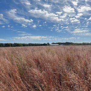 Chuck Hesse pollinator prairie