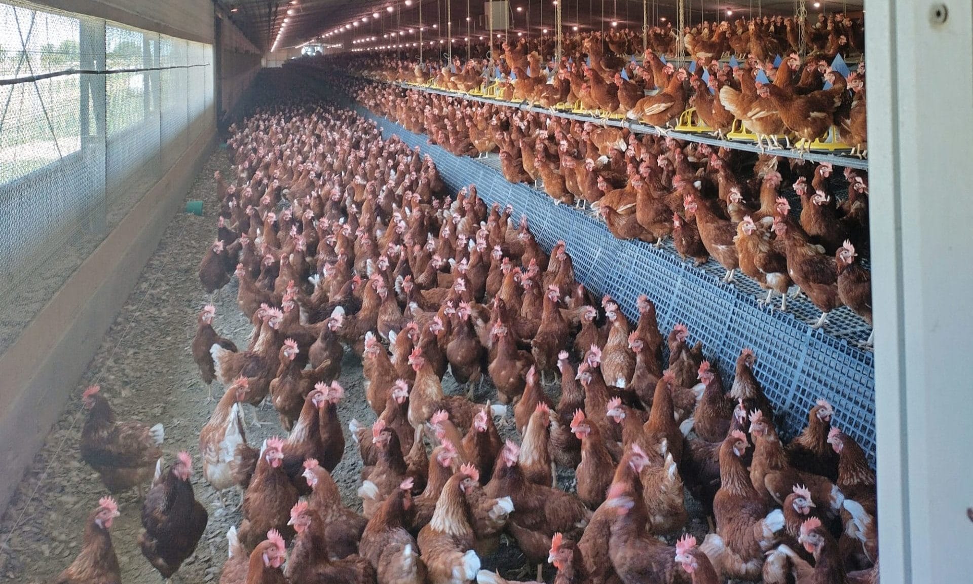 Hyline Brown chickens on Kauffman farm