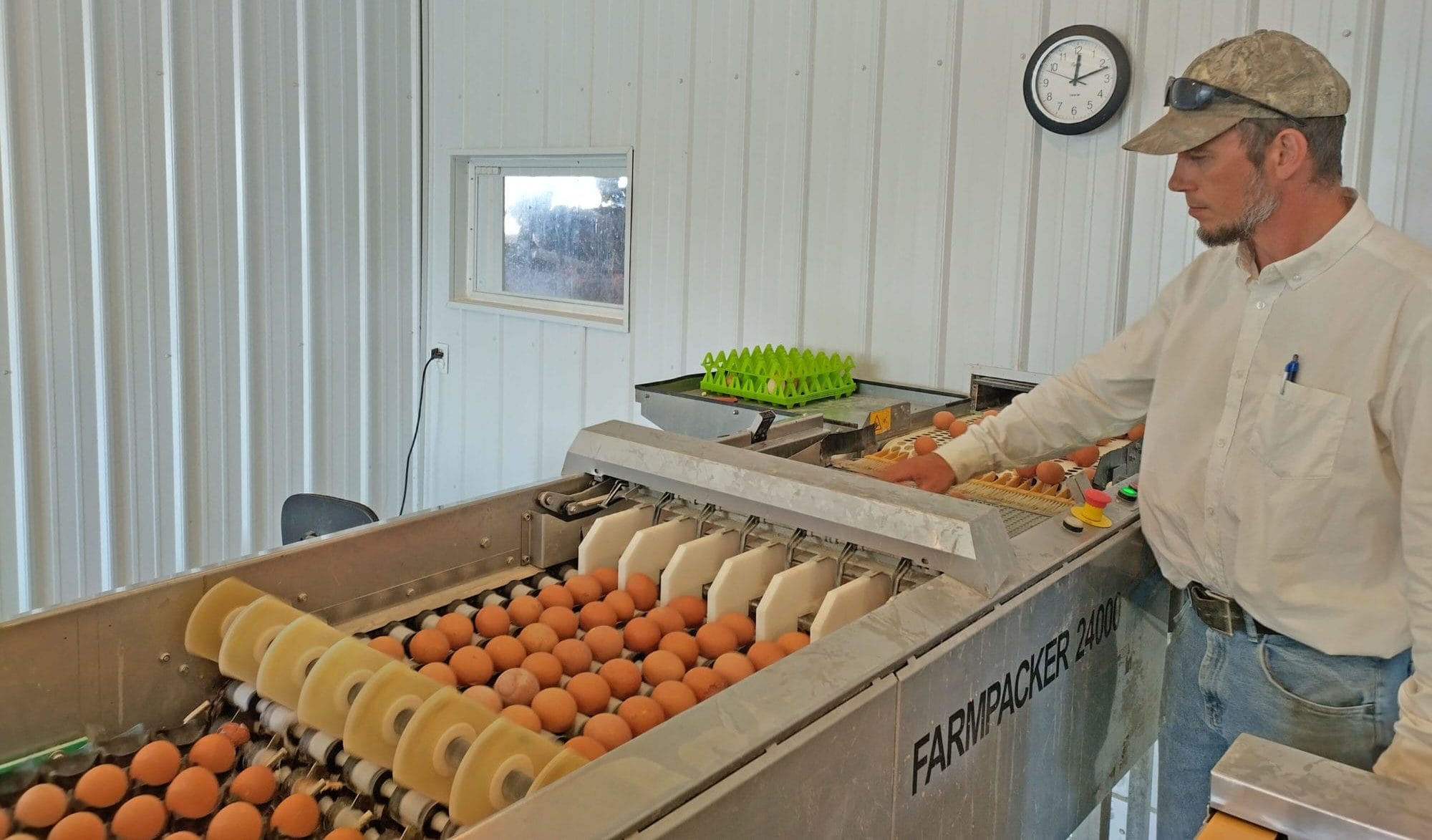 Conveyor belt with eggs at kauffman farms