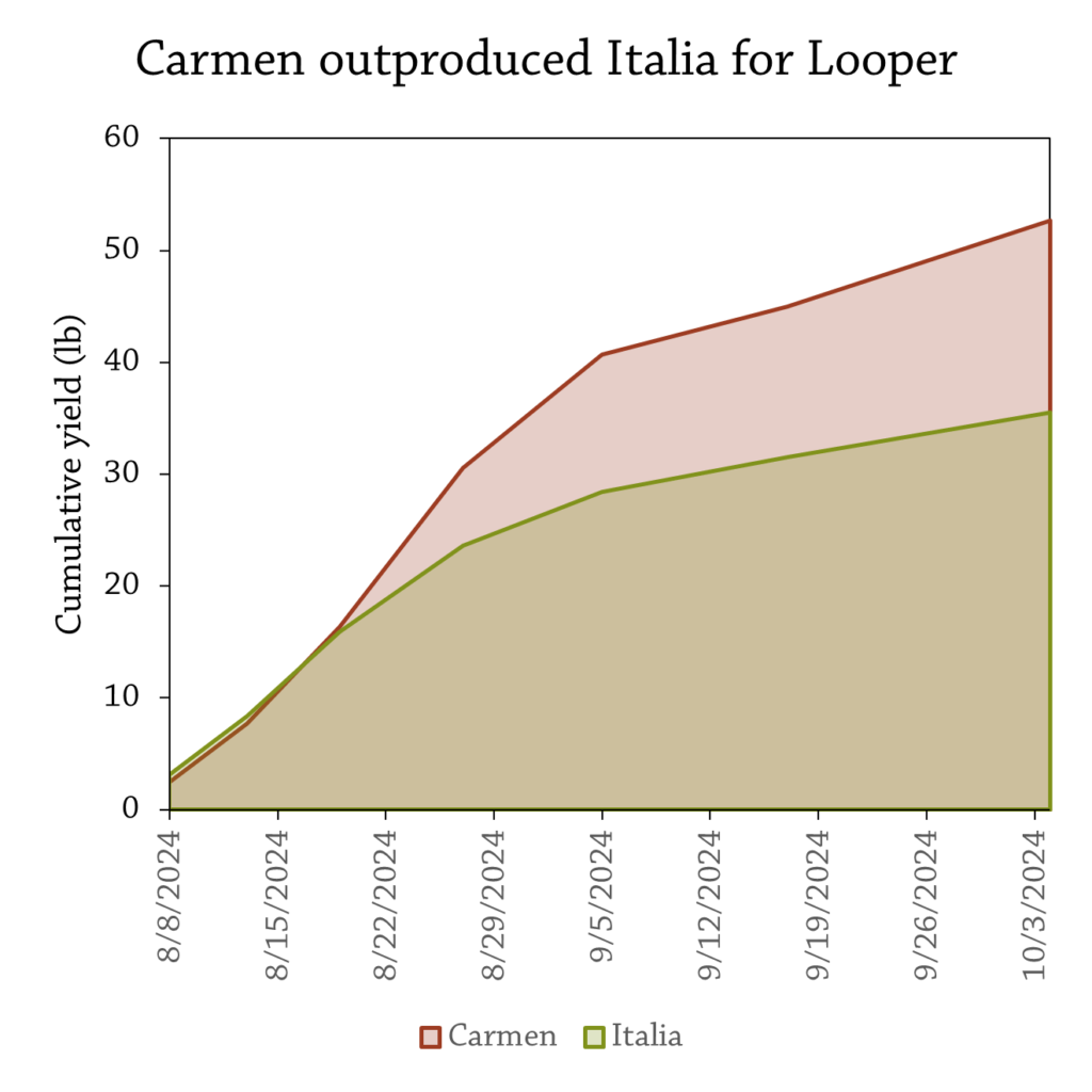 LooperCumuHarvestPeppers