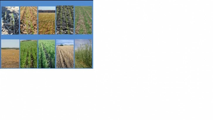 Various growth stages of cereal rye