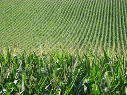 corn field image