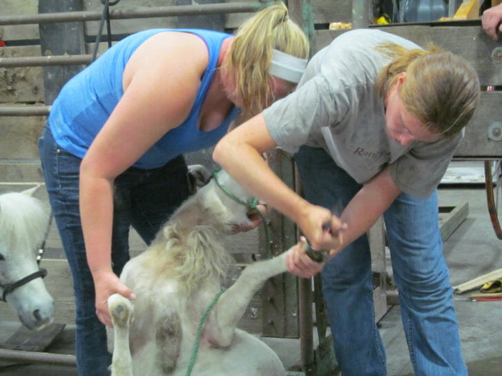 Julia Griffieon and Autumn Ogden give a flipped sheep a pedicure.