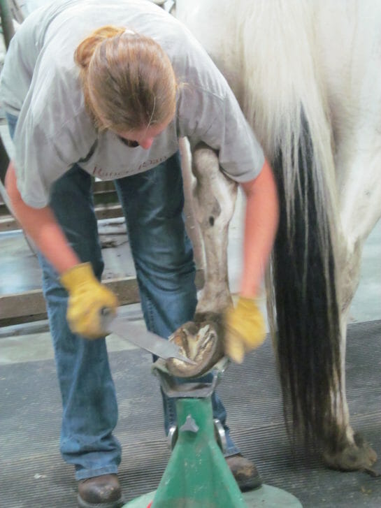 Autumn Ogden uses a hoof rasp to smooth and shape a horse's hoof.