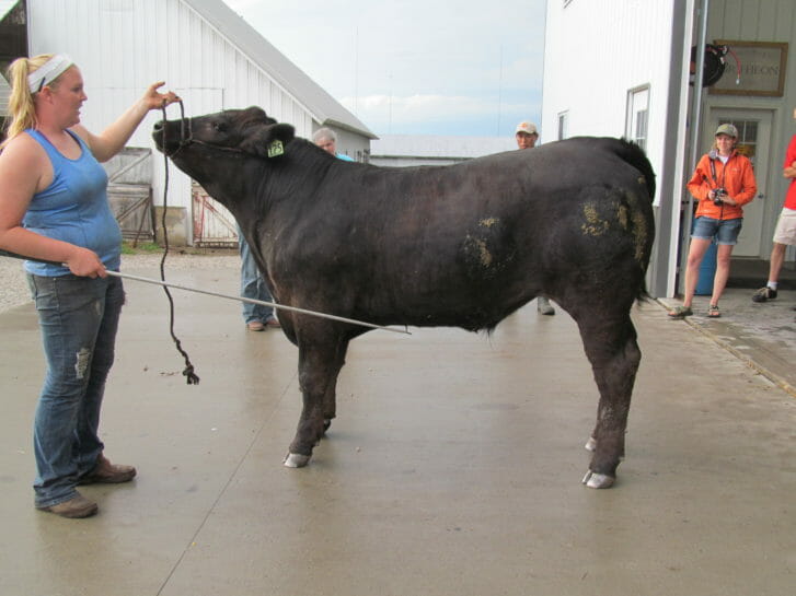 The finished product! Julia Griffieon sets the legs of her show steer with his new hoof trim. Looking sharp!