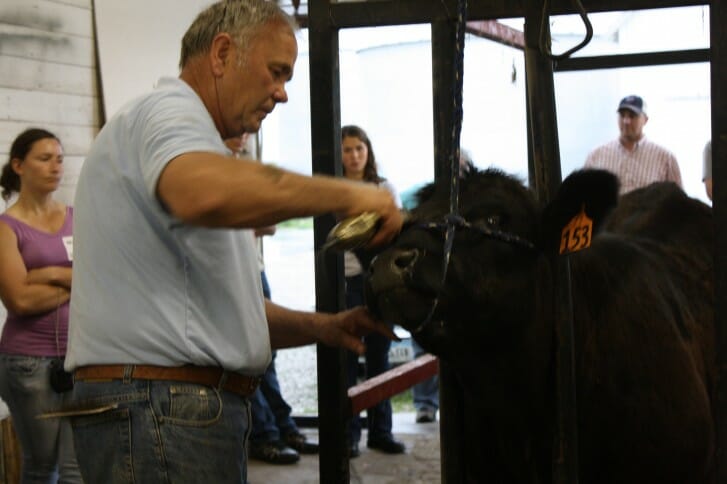 Craig Griffieon patiently works with a show heifer to neaten up her face and forequarters.