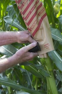 Stapling ear bag over the ear and around the stalk until harvest, identifying the ear and offering a little protection from insects and any wayward pollen in the breeze.