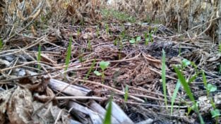 Oats and radish seedlings that had been seeded with Hagie's high-clearance seeder on Sept. 24 on Tim Smith's. The cover crops were seeded on Sept. 18.