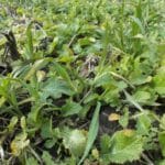Close-up view of oats+mustard on Nov. 9 near Boone. Cover crops were seeded Sept. 8 into standing soybeans.