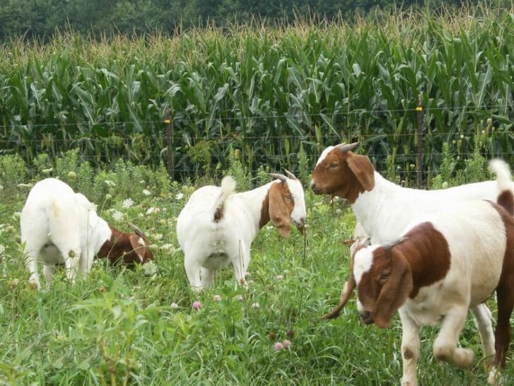 Hopkins goats grazing mixed-species pasture