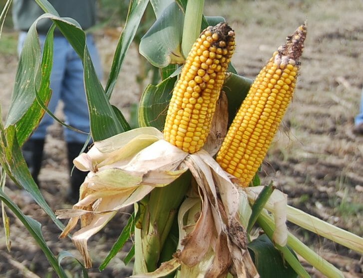 'GEI 101' corn developed by Genetic Enterprises International in Johnston, Ia.