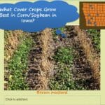 cover crop variety trial