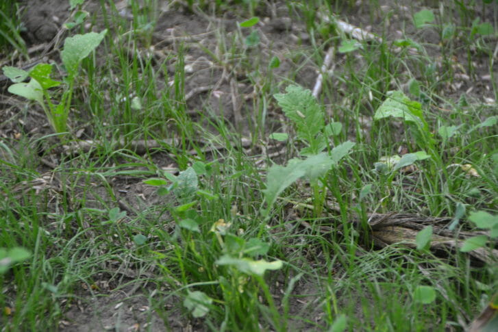 Kiel Early Seeded Cover Crops (59)
