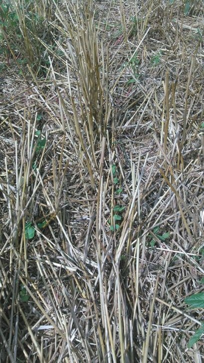 peterson emerging buckwheat
