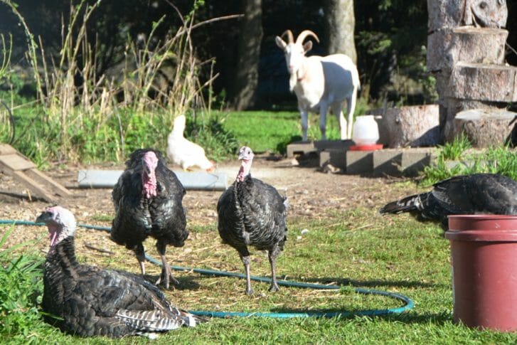 Attendees were greeted by a diversity of free-range farm animals when they arrived: A few cats, goats, turkeys and ducks, and dozens of laying hens. They find for the most part, none of the animals stray outside the homestead.
