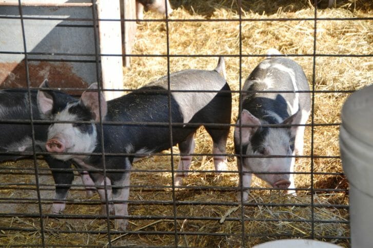 Wendy grew up raising pigs on the family farm and still loves to keep them around. She says they’re easy to care for and are the more profitable enterprise on the farm. She currently keeps them on a no-soy diet and markets them that way. These piglets are on a dry lot, while her three sows are out on pasture, though she intends to move toward a farrow to finish system on pasture. She’ll need to switch her farrowing schedule in order to achieve this, so her piglets arrive in April.