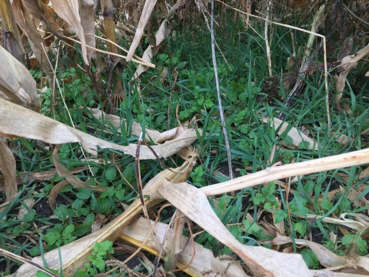 The mix growing beneath the canopy of not-yet-harvested corn. Photo taken Oct. 23, 2015.