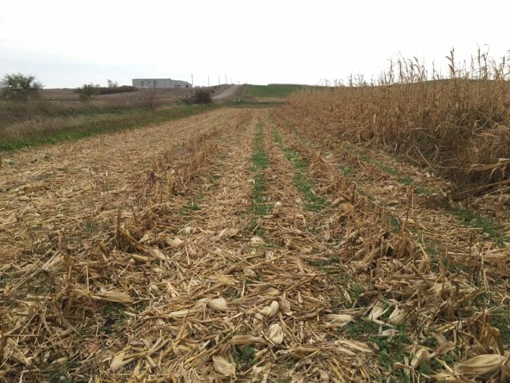 Field view of the mix emerging from the corn stubble. Jacob seeded 50 lb/ac of VNS winter barley, 5 lb/ac of IdaGold mustard and 5 lb/ac of Pacific Gold mustard. Photo taken Oct. 23, 2015.